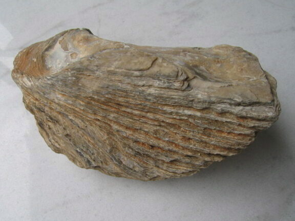 fossilsrob_001-6604042